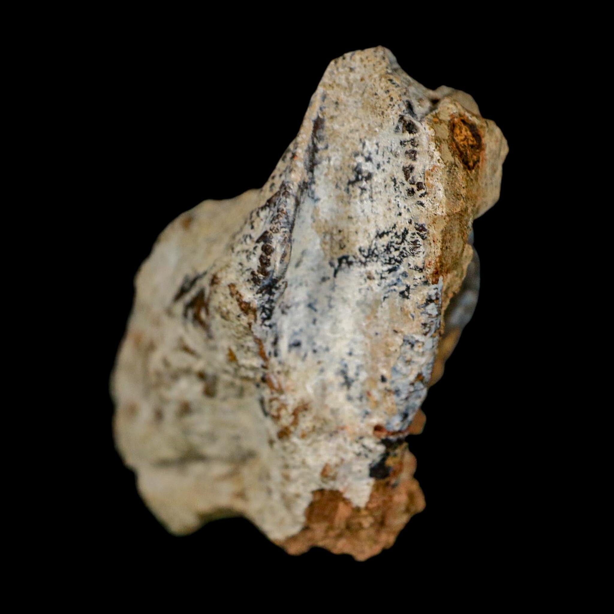 XXL 1.8" Triceratops Fossil Tooth Crown Lance Creek FM Cretaceous Dinosaur WY COA - Fossil Age Minerals