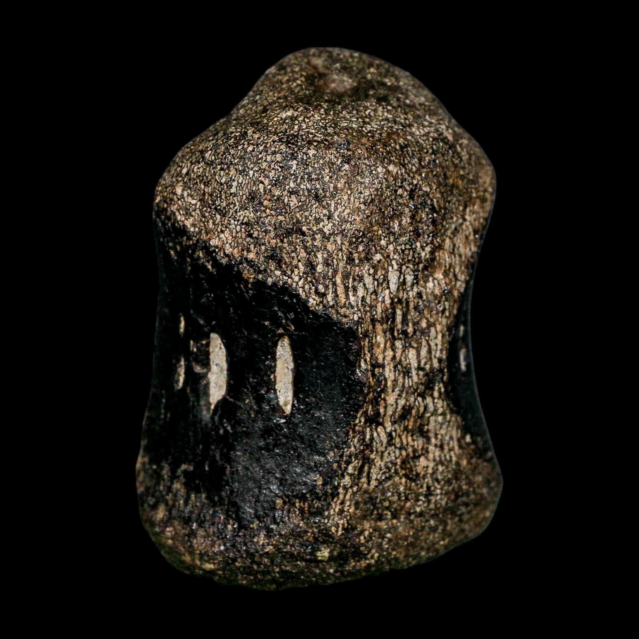 2.8" Hypacrosaurus Dinosaur Fossil Vertebrae Bone Two Medicine FM Montana COA - Fossil Age Minerals