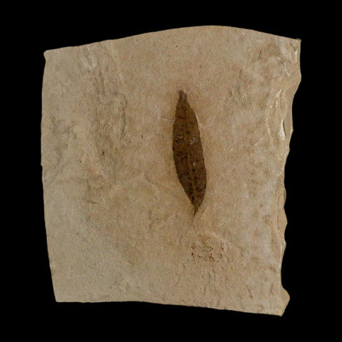 1.1" Detailed Cedrelospermum Nervosum Fossil Plant Leaf Eocene Age Green River UT