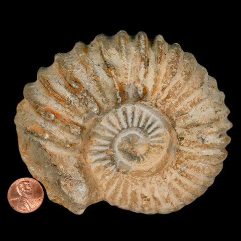 4.3" Acanthoceras Ammonite Fossil Agadir Morocco 360 Million Year Old COA - Fossil Age Minerals