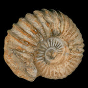 4.3" Acanthoceras Ammonite Fossil Agadir Morocco 360 Million Year Old COA