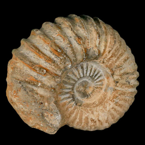 4.3" Acanthoceras Ammonite Fossil Agadir Morocco 360 Million Year Old COA - Fossil Age Minerals
