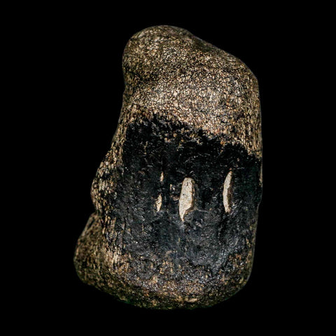 2.8" Hypacrosaurus Dinosaur Fossil Vertebrae Bone Two Medicine FM Montana COA - Fossil Age Minerals