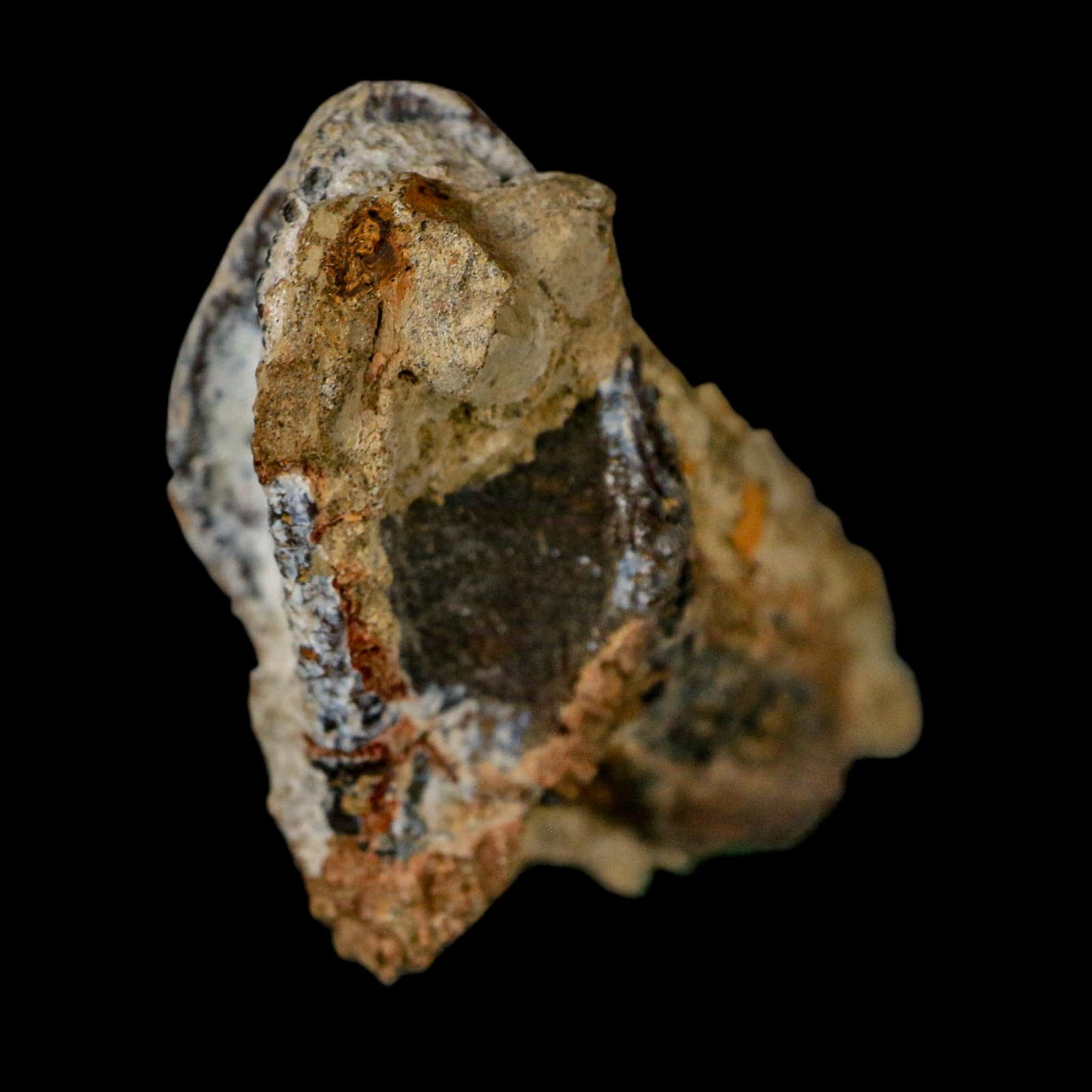 XXL 1.8" Triceratops Fossil Tooth Crown Lance Creek FM Cretaceous Dinosaur WY COA - Fossil Age Minerals