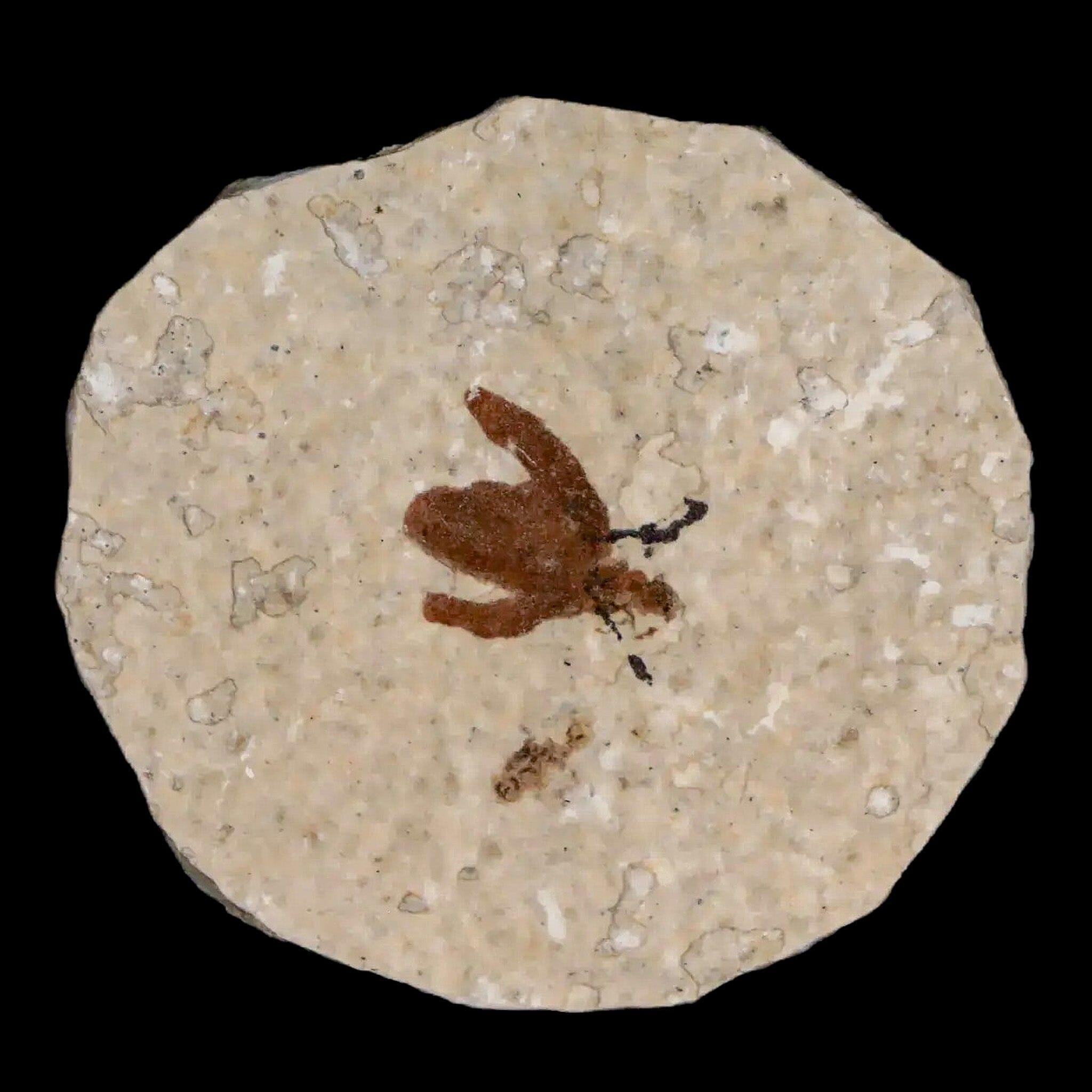 0.5 Detailed Fossil March Fly Insect Green River FM Uintah County UT Eocene Age - Fossil Age Minerals