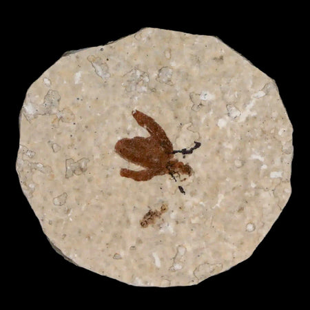 0.5 Detailed Fossil March Fly Insect Green River FM Uintah County UT Eocene Age