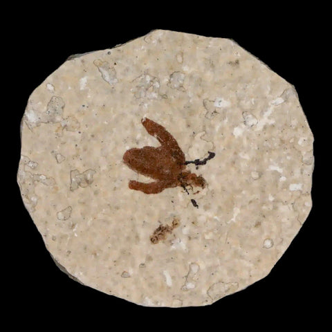 0.5 Detailed Fossil March Fly Insect Green River FM Uintah County UT Eocene Age - Fossil Age Minerals