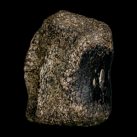 2.8" Hypacrosaurus Dinosaur Fossil Vertebrae Bone Two Medicine FM Montana COA - Fossil Age Minerals