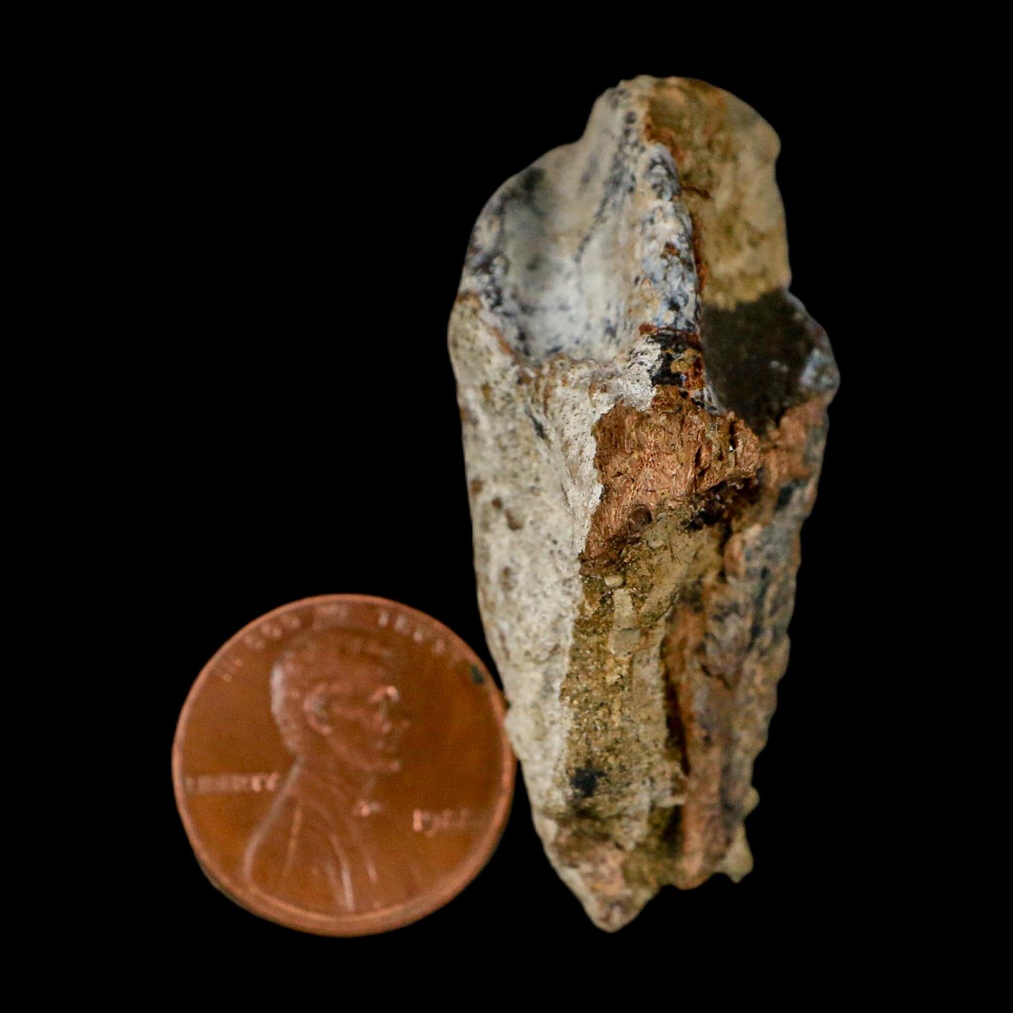 XXL 1.8" Triceratops Fossil Tooth Crown Lance Creek FM Cretaceous Dinosaur WY COA - Fossil Age Minerals