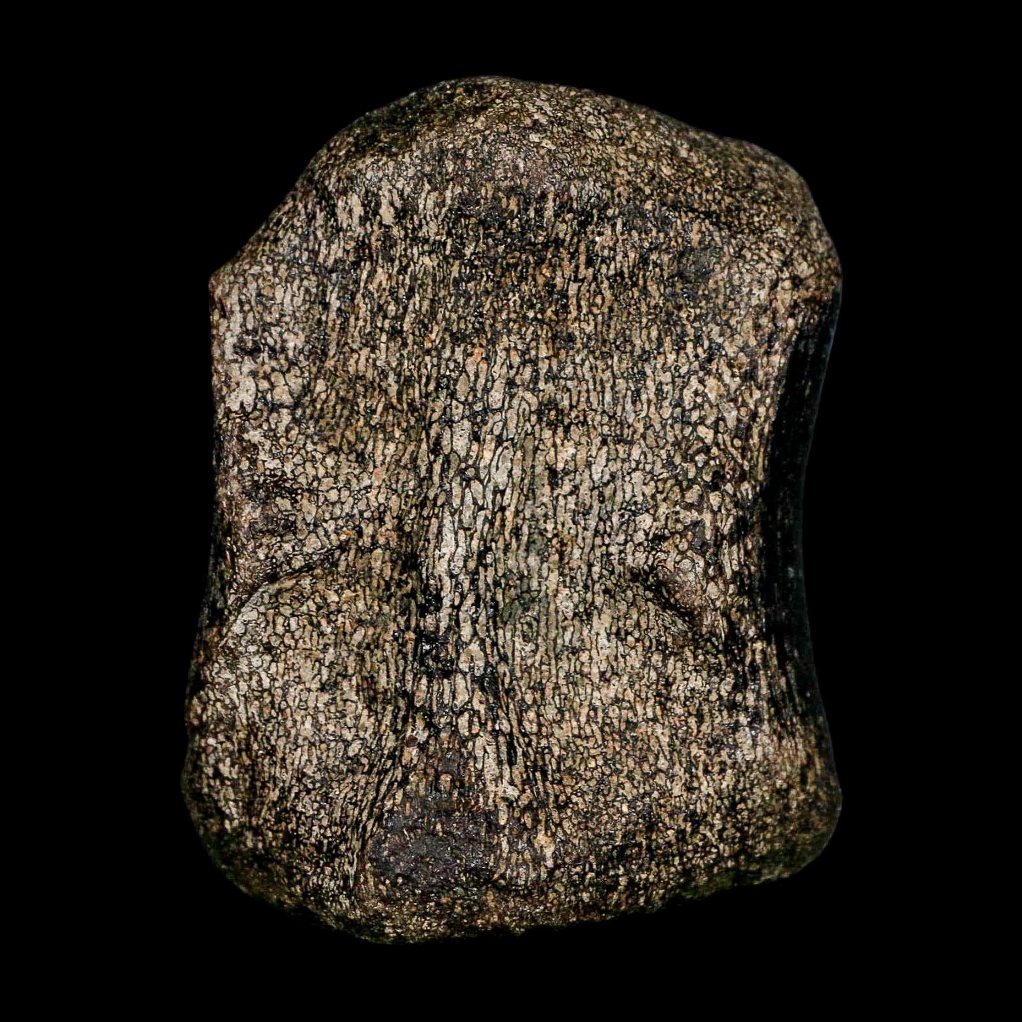 2.8" Hypacrosaurus Dinosaur Fossil Vertebrae Bone Two Medicine FM Montana COA - Fossil Age Minerals
