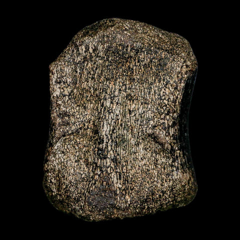 2.8" Hypacrosaurus Dinosaur Fossil Vertebrae Bone Two Medicine FM Montana COA - Fossil Age Minerals