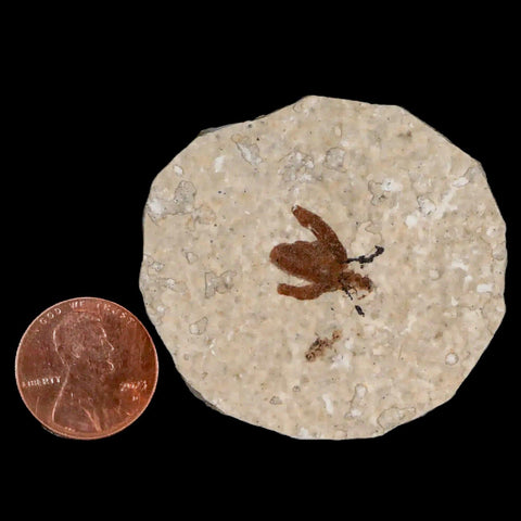 0.5 Detailed Fossil March Fly Insect Green River FM Uintah County UT Eocene Age - Fossil Age Minerals