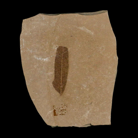 1.1" Caesalpinia Pecorae Divi Divi Trees Fossil Plant Leaf Eocene Age Uintah Utah