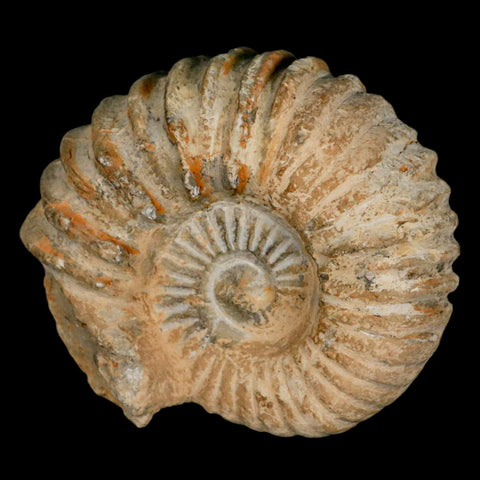 4.3" Acanthoceras Ammonite Fossil Agadir Morocco 360 Million Year Old COA - Fossil Age Minerals