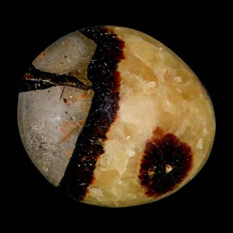 2" Septarian Dragon Palm Stone Mineral Specimen Healing Madagascar - Fossil Age Minerals