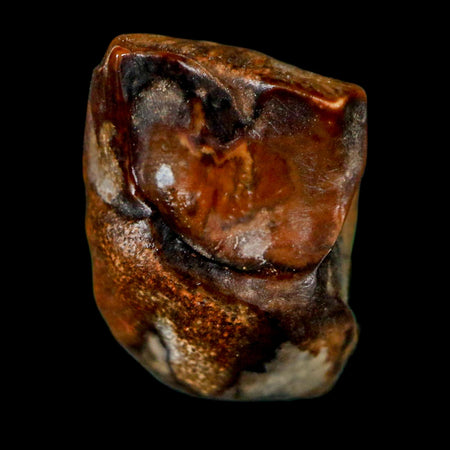 0.6" Centrosaurus Fossil Tooth Judith River FM Cretaceous Dinosaur COA, Display