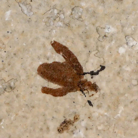 0.5 Detailed Fossil March Fly Insect Green River FM Uintah County UT Eocene Age - Fossil Age Minerals