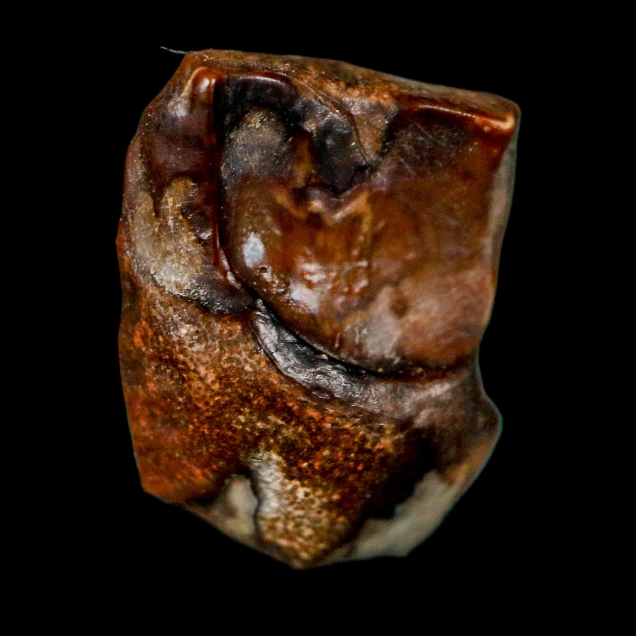 0.6" Centrosaurus Fossil Tooth Judith River FM Cretaceous Dinosaur COA, Display - Fossil Age Minerals