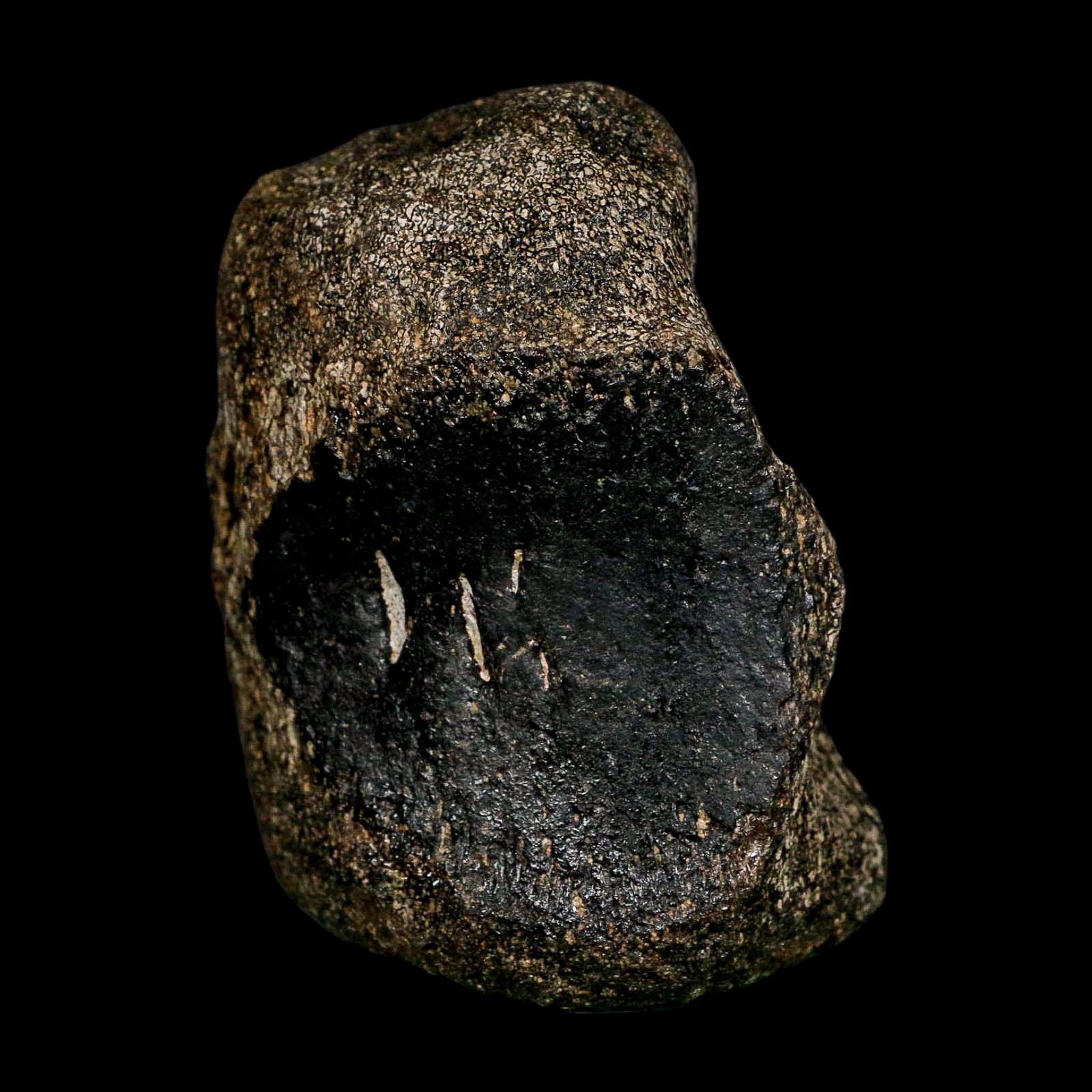 2.8" Hypacrosaurus Dinosaur Fossil Vertebrae Bone Two Medicine FM Montana COA - Fossil Age Minerals