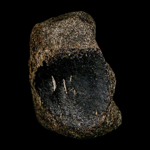 2.8" Hypacrosaurus Dinosaur Fossil Vertebrae Bone Two Medicine FM Montana COA - Fossil Age Minerals