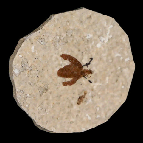 0.5 Detailed Fossil March Fly Insect Green River FM Uintah County UT Eocene Age - Fossil Age Minerals