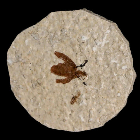 0.5 Detailed Fossil March Fly Insect Green River FM Uintah County UT Eocene Age - Fossil Age Minerals
