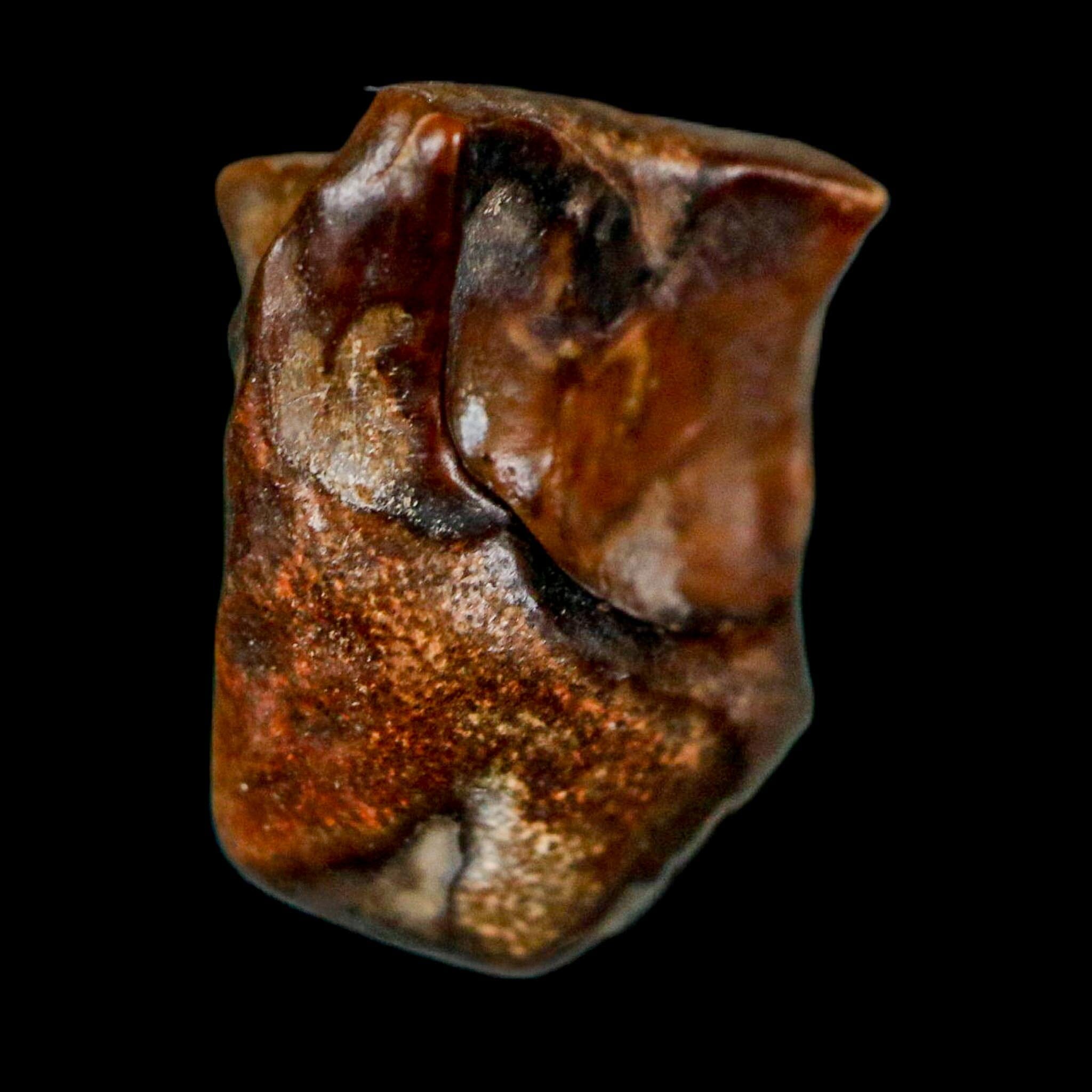 0.6" Centrosaurus Fossil Tooth Judith River FM Cretaceous Dinosaur COA, Display - Fossil Age Minerals