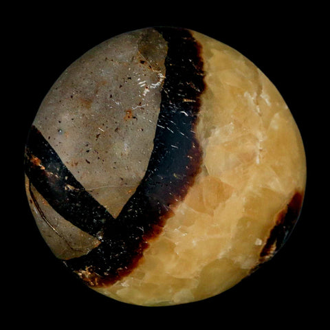 2" Septarian Dragon Palm Stone Mineral Specimen Healing Madagascar - Fossil Age Minerals