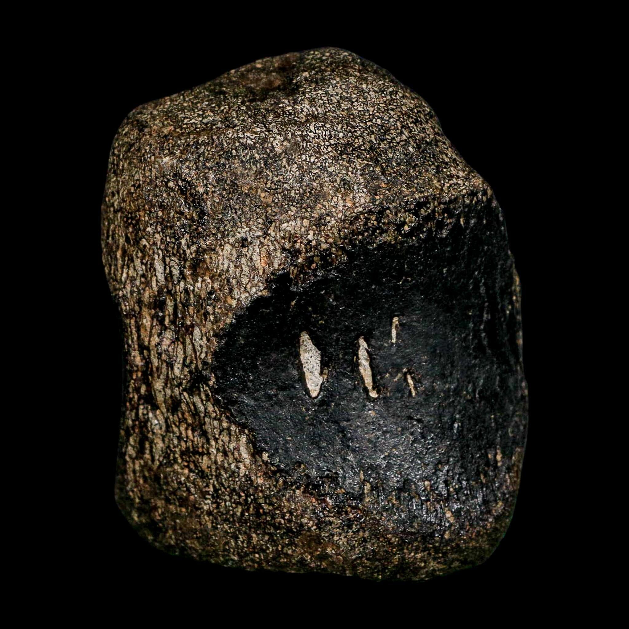 2.8" Hypacrosaurus Dinosaur Fossil Vertebrae Bone Two Medicine FM Montana COA - Fossil Age Minerals