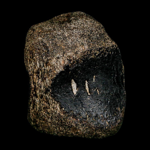 2.8" Hypacrosaurus Dinosaur Fossil Vertebrae Bone Two Medicine FM Montana COA - Fossil Age Minerals