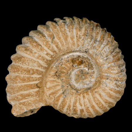 4.2" Acanthoceras Ammonite Fossil Agadir Morocco 360 Million Year Old COA