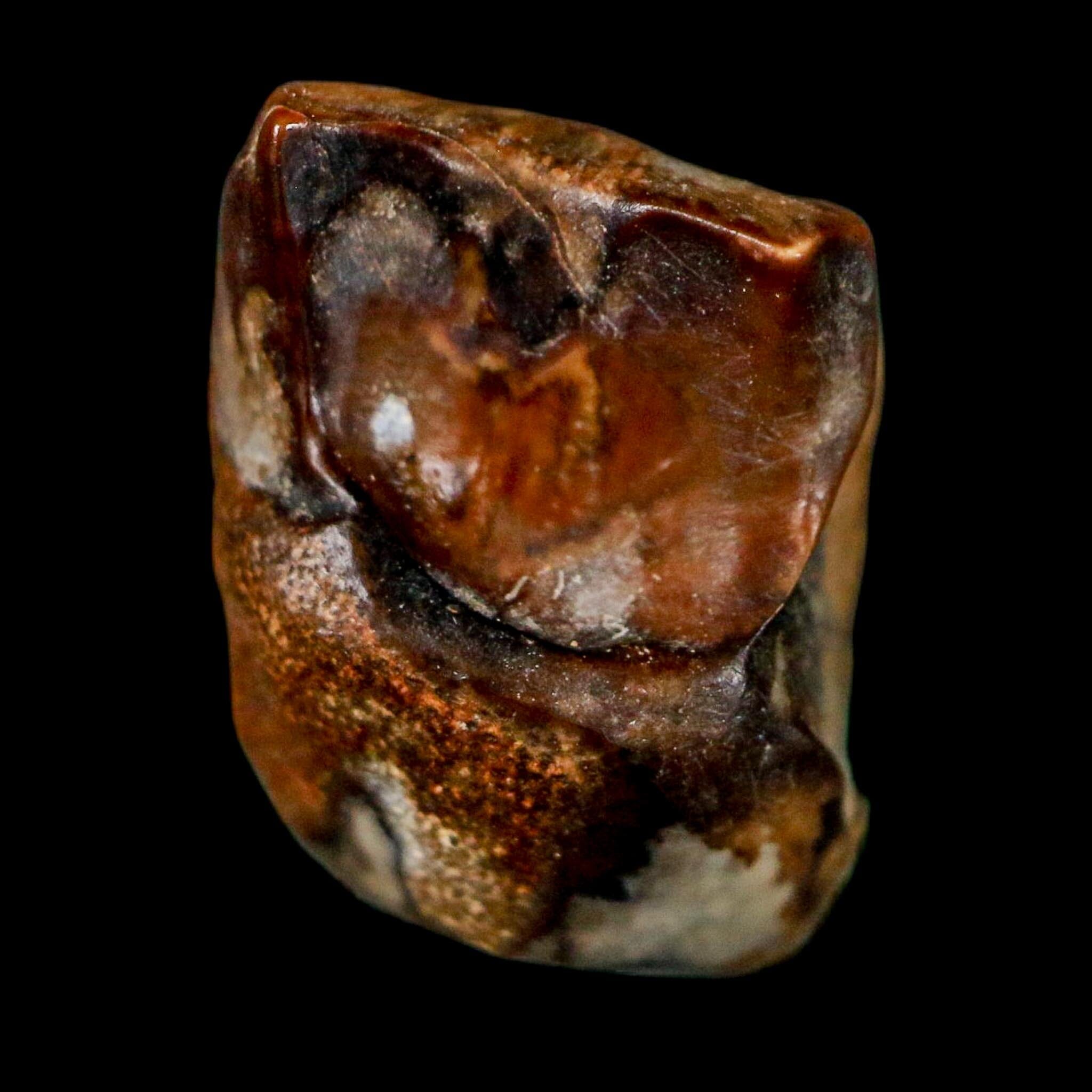 0.6" Centrosaurus Fossil Tooth Judith River FM Cretaceous Dinosaur COA, Display - Fossil Age Minerals