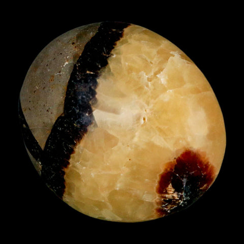 2" Septarian Dragon Palm Stone Mineral Specimen Healing Madagascar - Fossil Age Minerals