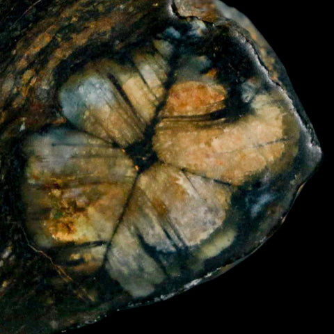 1.7" Rare Andalucite Var Chiastolite Mineral Specimen Asturias Province Boal Spain - Fossil Age Minerals