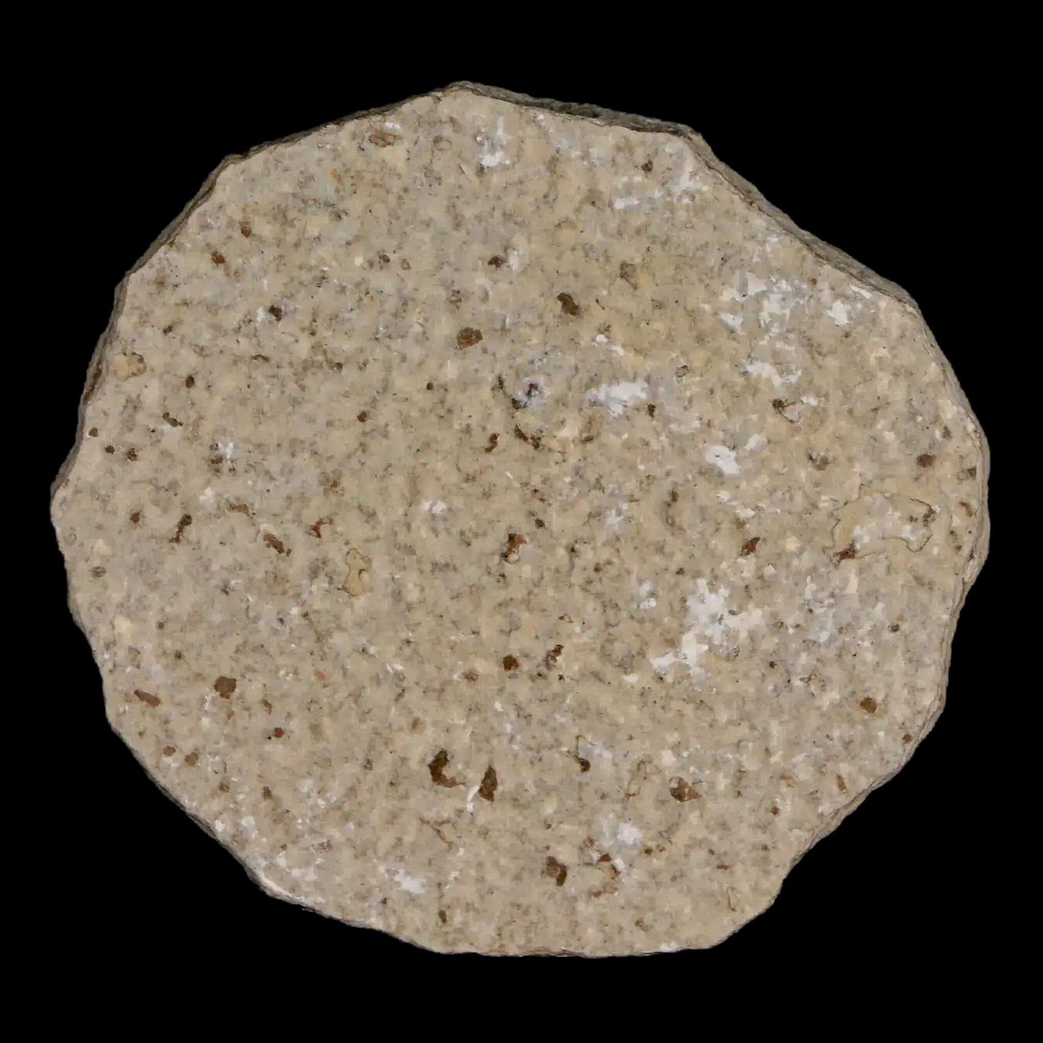 0.5 Detailed Fossil March Fly Insect Green River FM Uintah County UT Eocene Age - Fossil Age Minerals