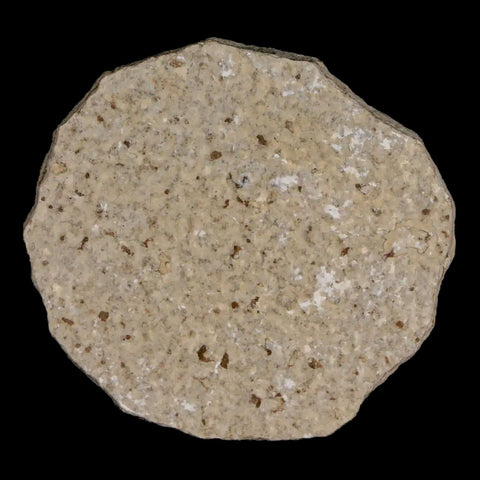 0.5 Detailed Fossil March Fly Insect Green River FM Uintah County UT Eocene Age - Fossil Age Minerals