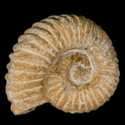 4.2" Acanthoceras Ammonite Fossil Agadir Morocco 360 Million Year Old COA