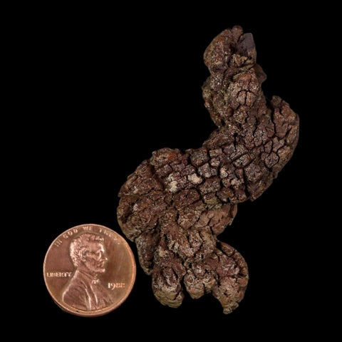 2.3" Prehistoric Coprolite Fossil Specimen Poop Dung Miocene Age Madagascar - Fossil Age Minerals