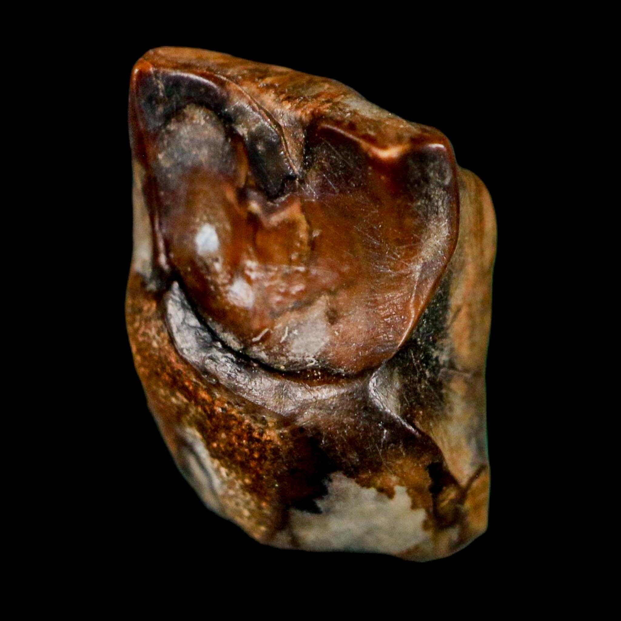 0.6" Centrosaurus Fossil Tooth Judith River FM Cretaceous Dinosaur COA, Display - Fossil Age Minerals