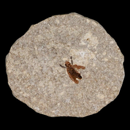 0.5 Detailed Fossil March Fly Insect Green River FM Uintah County UT Eocene Age