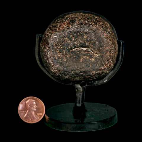 2.4" Hypacrosaurus Dinosaur Fossil Vertebrae Bone Two Medicine FM MT COA Stand - Fossil Age Minerals