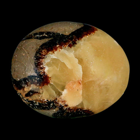 2.1" Septarian Dragon Palm Stone Mineral Specimen Healing Madagascar - Fossil Age Minerals