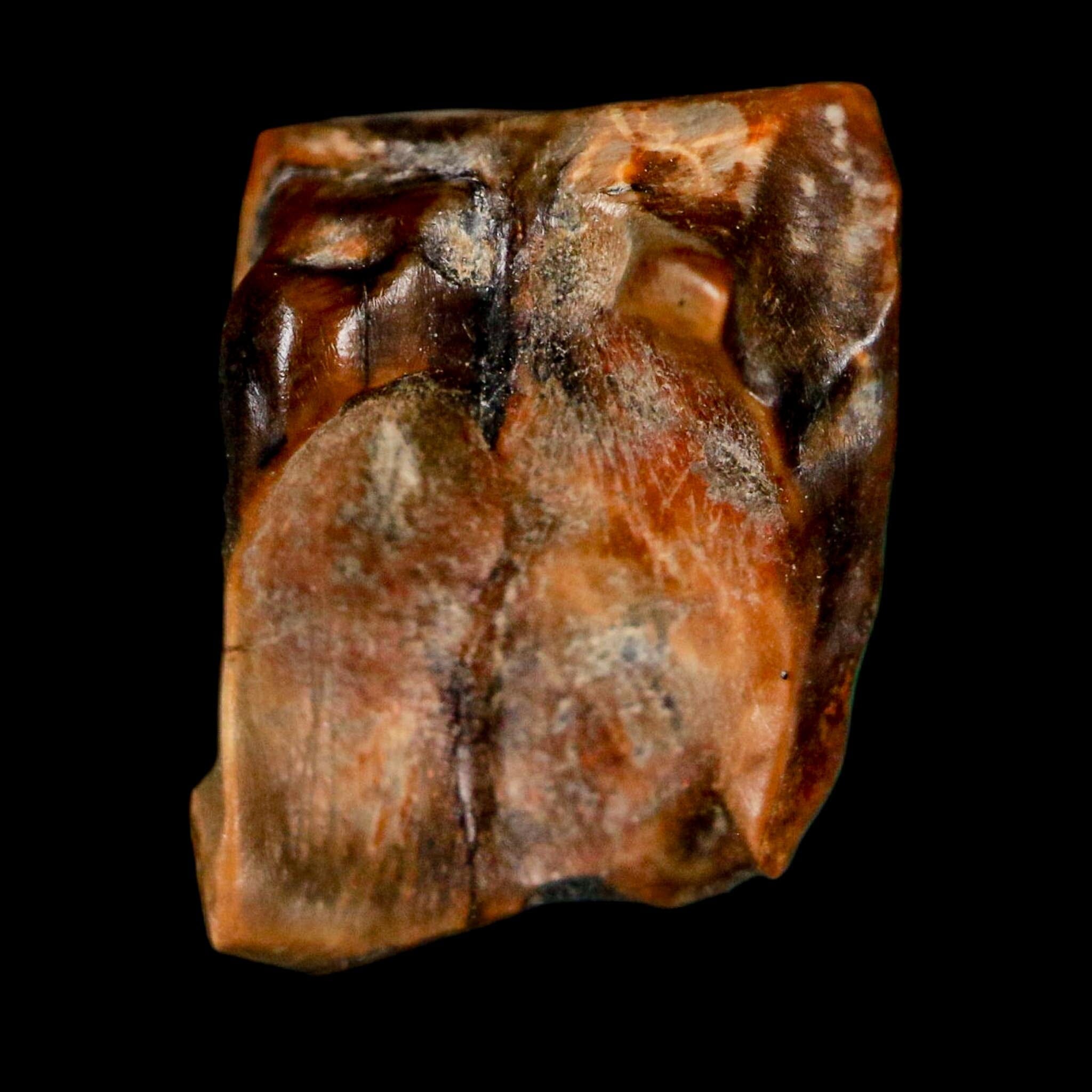 0.6" Centrosaurus Fossil Tooth Judith River FM Cretaceous Dinosaur COA, Display - Fossil Age Minerals