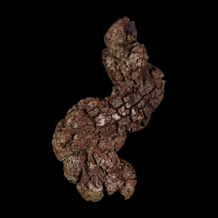 2.3" Prehistoric Coprolite Fossil Specimen Poop Dung Miocene Age Madagascar