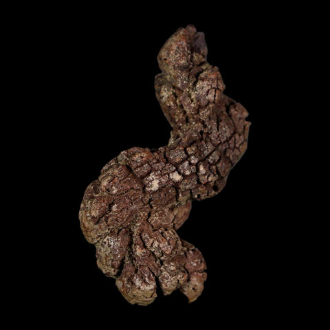 2.3" Prehistoric Coprolite Fossil Specimen Poop Dung Miocene Age Madagascar - Fossil Age Minerals