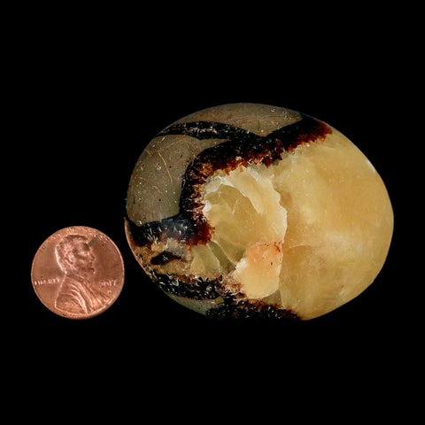 2.1" Septarian Dragon Palm Stone Mineral Specimen Healing Madagascar - Fossil Age Minerals