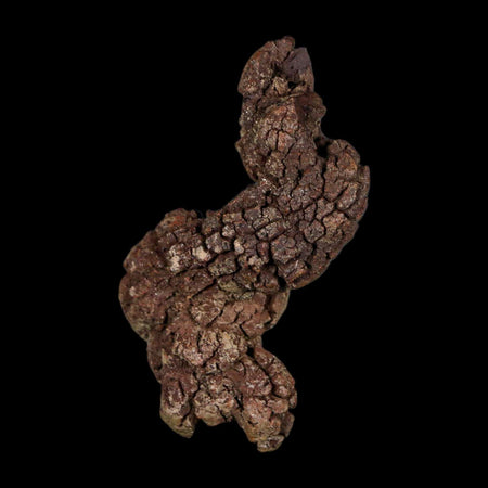 2.3" Prehistoric Coprolite Fossil Specimen Poop Dung Miocene Age Madagascar