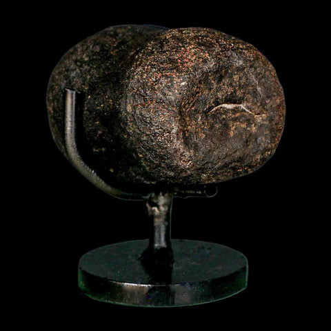 2.4" Hypacrosaurus Dinosaur Fossil Vertebrae Bone Two Medicine FM MT COA Stand - Fossil Age Minerals