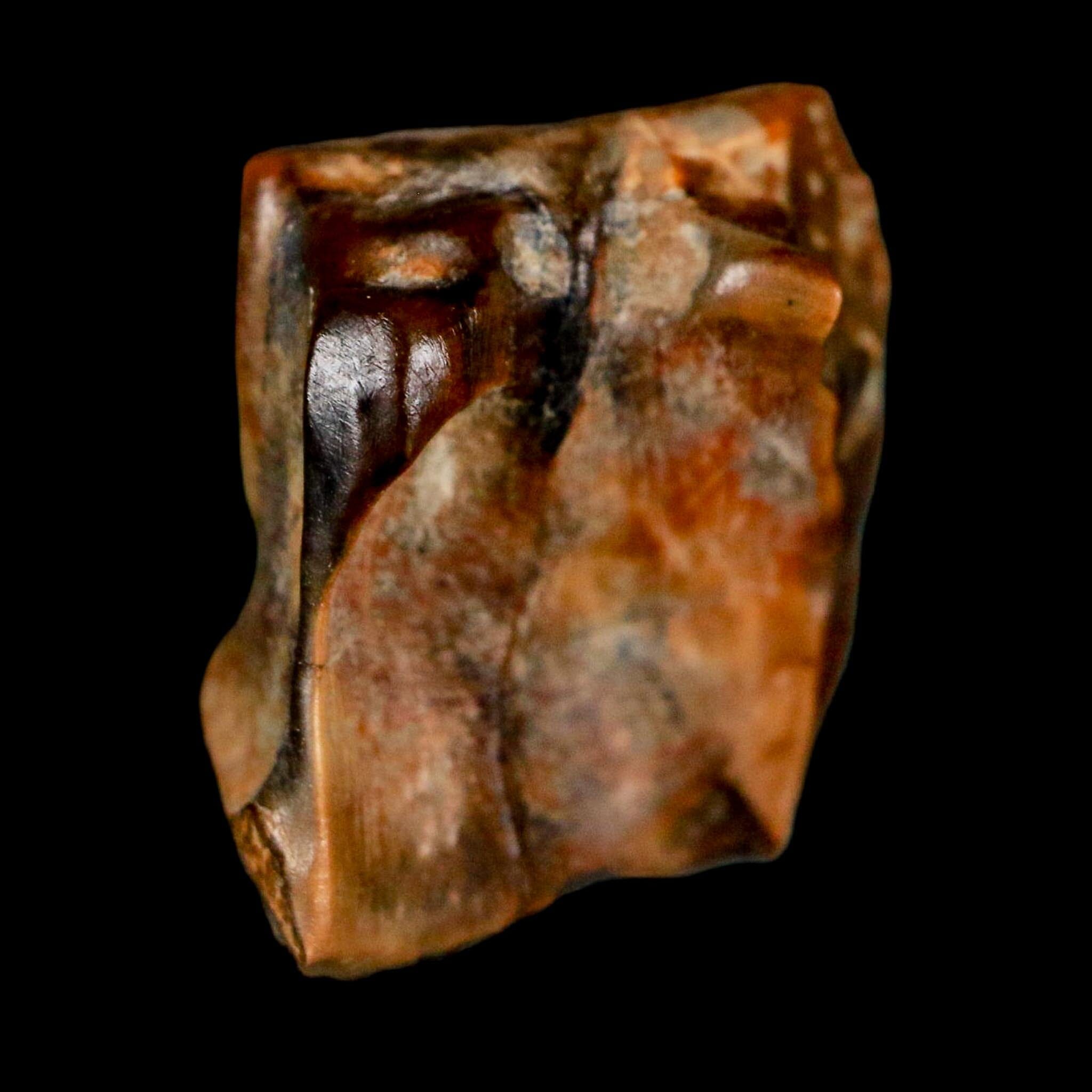 0.6" Centrosaurus Fossil Tooth Judith River FM Cretaceous Dinosaur COA, Display - Fossil Age Minerals