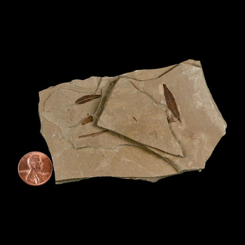 2 Two Detailed Cedrelospermum Nervosum Fossil Plant Leaf Eocene Age Green River UT